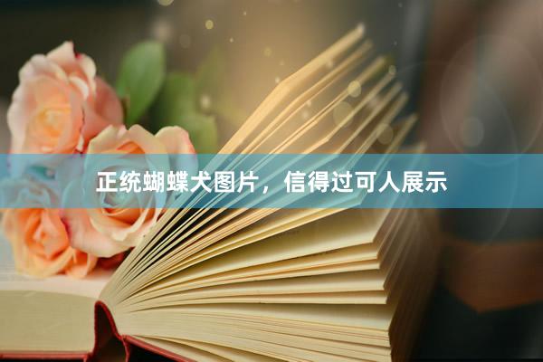 正统蝴蝶犬图片,信得过可人展示